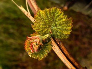 Weinreben an der Mosel
