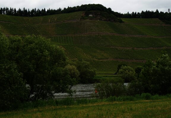 Mosel und Weinberge