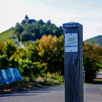 Wegemarkierung Moselsteig am Fuße der Marienburg zwischen Reil und Zell