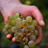 Weintrauben in der Hand
