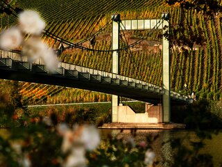 Hängebrücke Wehlen