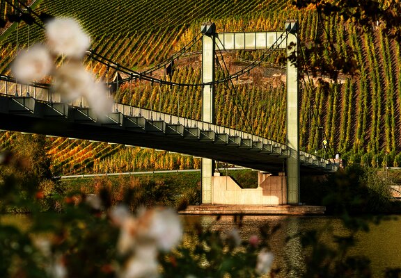 Hängebrücke Wehlen