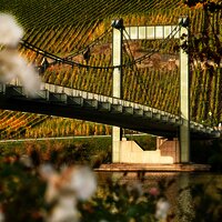 Hängebrücke Wehlen