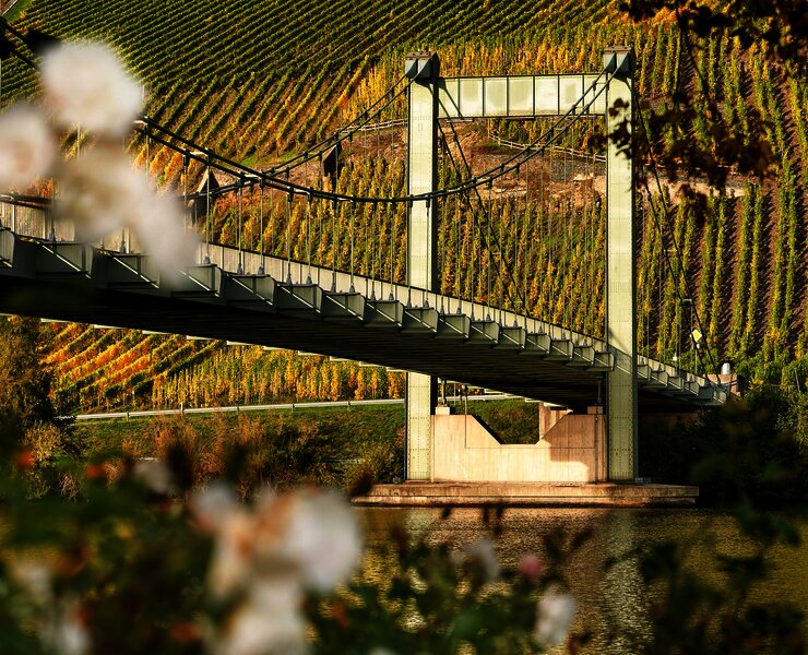 Hängebrücke Wehlen