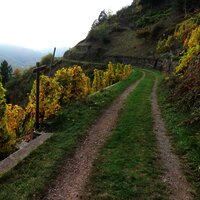 Weinbergsweg oberhalb Valwig