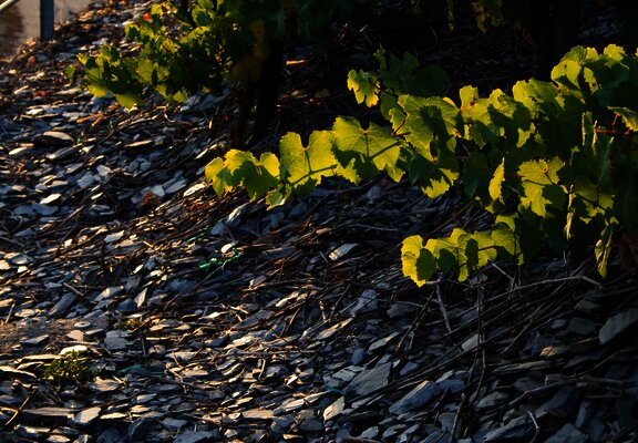 Schieferboden der Weinberge
