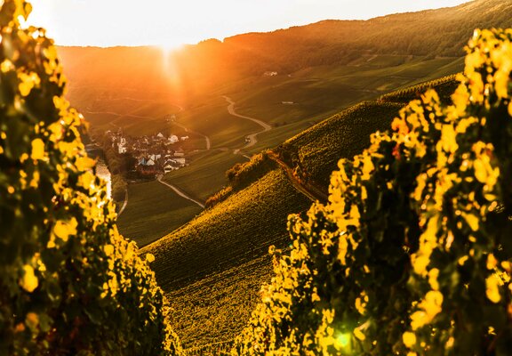 Weinberge