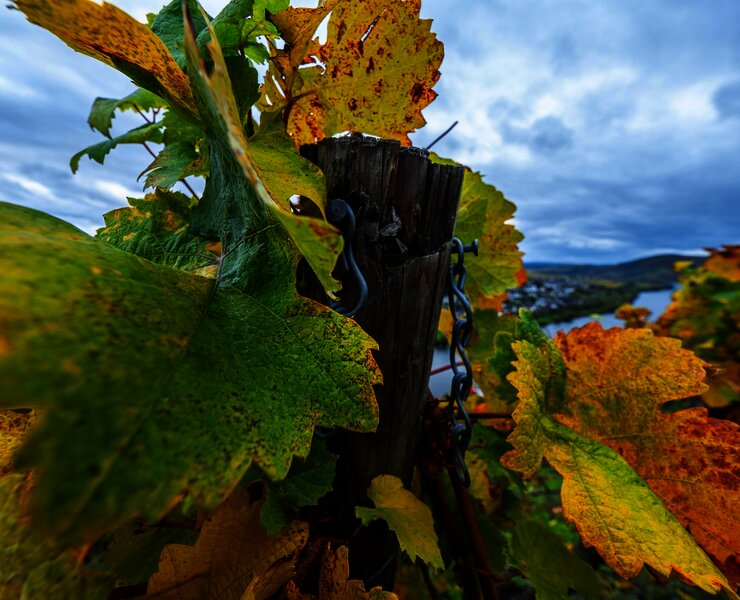 Weinberge an der Mosel im Ferienland Bernkastel-Ku