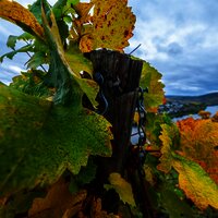 Weinberge an der Mosel im Ferienland Bernkastel-Ku