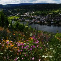 Lebendige Moselweinberge