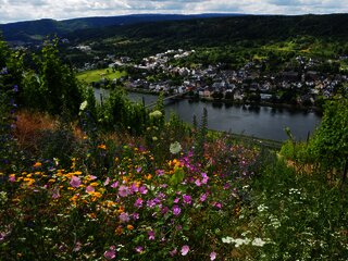 Lebendige Moselweinberge