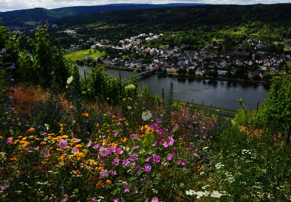 Lebendige Moselweinberge