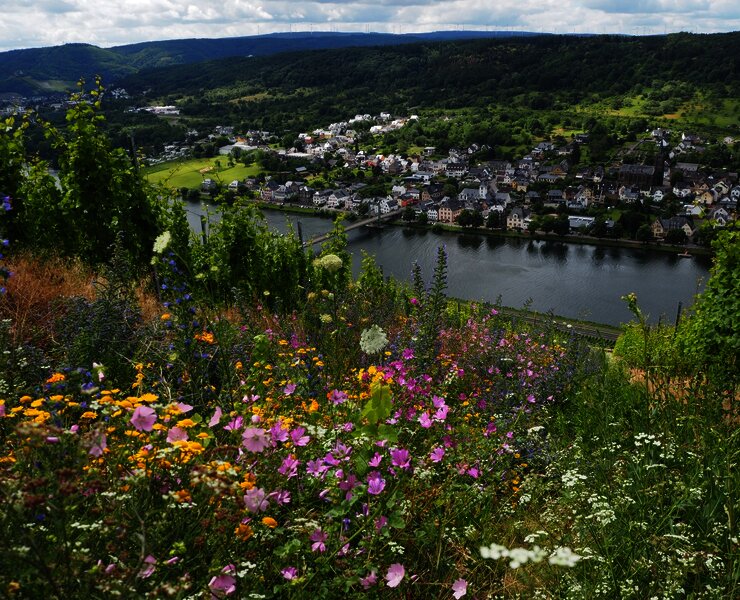 Lebendige Moselweinberge