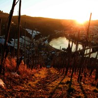 Weinlage mit Blick auf die Mosel