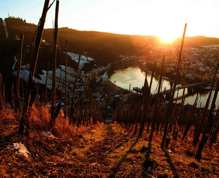 Weinlage mit Blick auf die Mosel