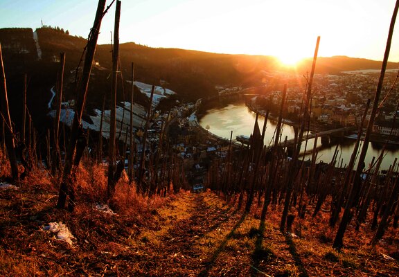 Weinlage mit Blick auf die Mosel