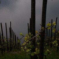 FeWo Bild Weinberge Mai mit Mosel 3