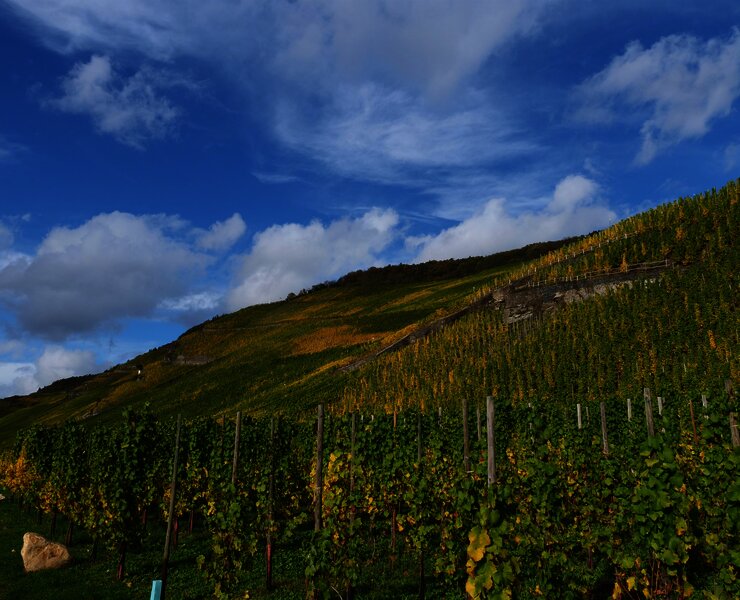 Weinberge an der Mosel