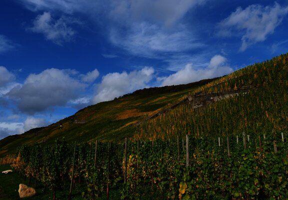 Weinberge an der Mosel im Ferienland Bernkastel-Ku