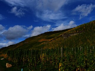 Weinberge an der Mosel im Ferienland Bernkastel-Ku