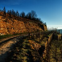 Der Moselsteig bei Winningen