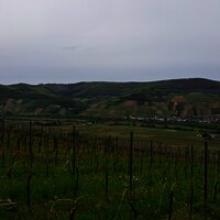 Weinberge oberhalb von Brauneberg
