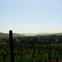 Aussicht auf Weinberge vom Kloster Siebenborn