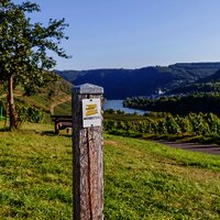 Wegemarkierung Moselsteig auf der Etappe 13 von Reil nach Zell