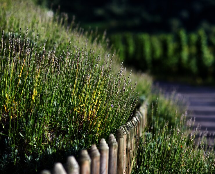 Sortengarten Zeltingen-Rachtig