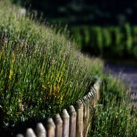 Sortengarten Zeltingen-Rachtig