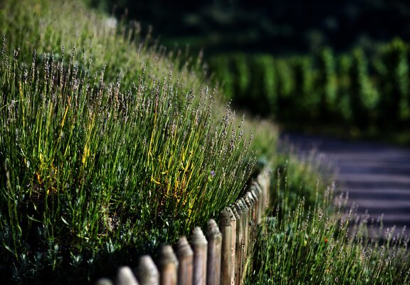 Sortengarten Zeltingen-Rachtig