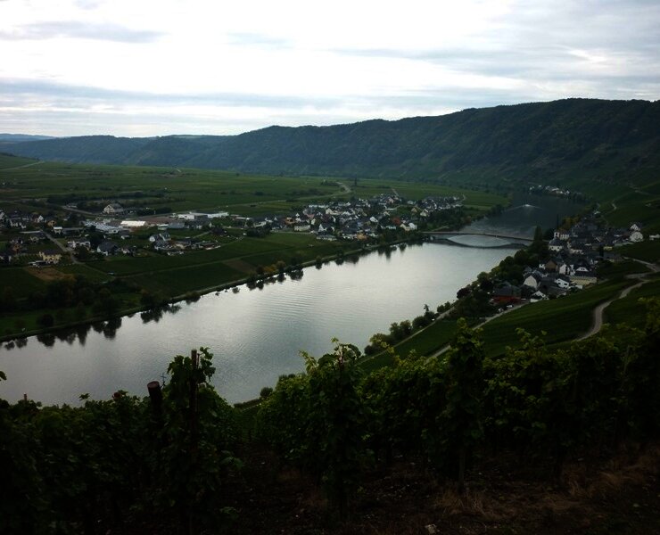 Die Mosel bei Piesport