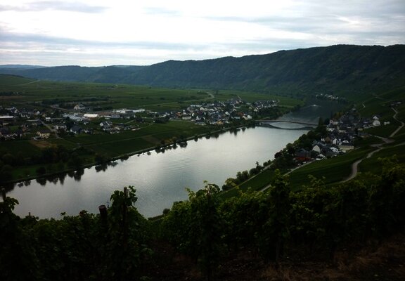 Die Mosel bei Piesport