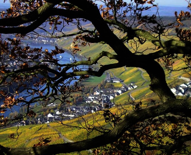 Herbstimpressionen über der Mosel