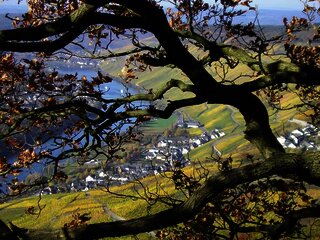Herbstimpressionen über der Mosel