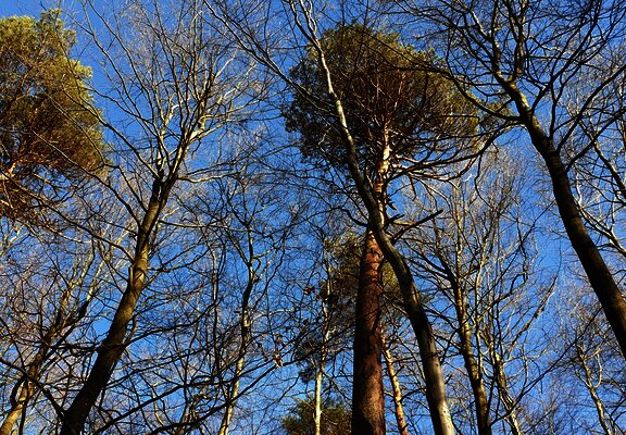 Waldabschnitt entlang der Strecke