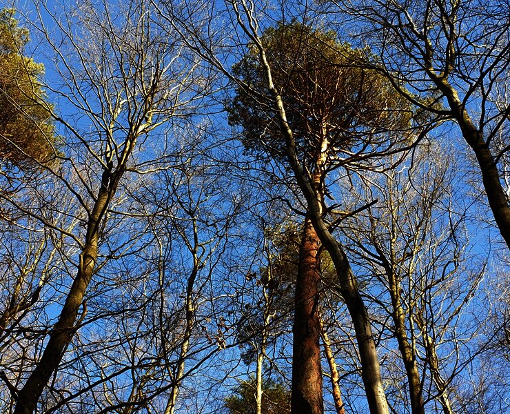 Waldabschnitt entlang der Strecke