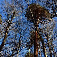 Waldabschnitt entlang der Strecke