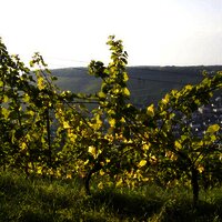 Weinreben im Moseltal