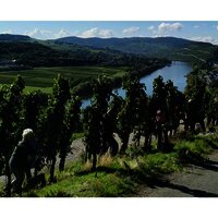 Weinlese mit Aussicht auf die Mosel
