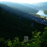 Weinberge über der Mosel