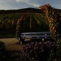 Bank in den Piesporter Weinbergen