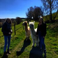 Alpaka-Trekking in Kleinich - Ausflug