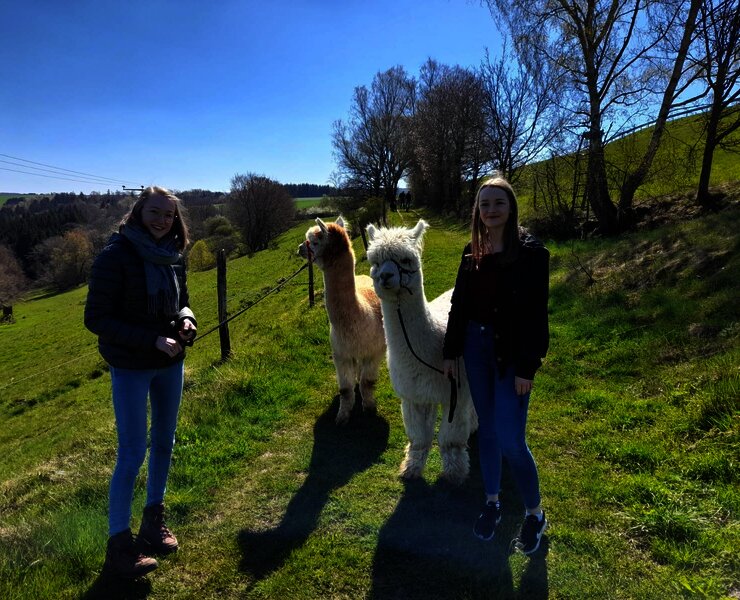 Alpaka-Trekking in Kleinich - Ausflug