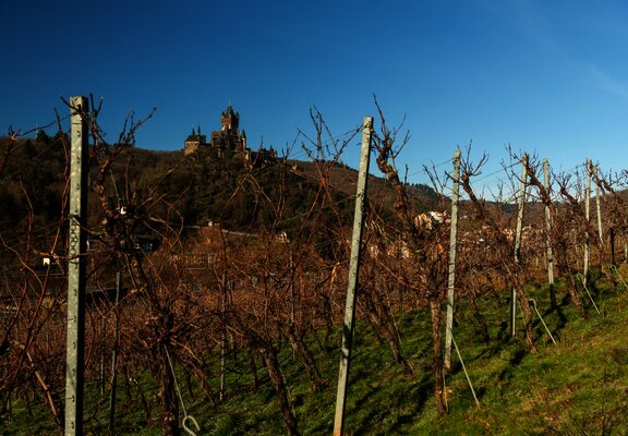 Auf dem Moselsteig bei Cochem