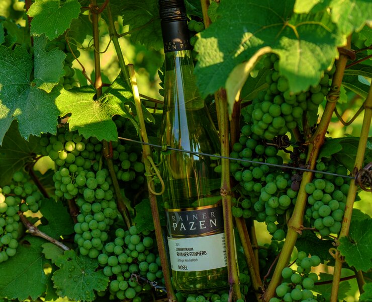 Weinflasche im Weinberg