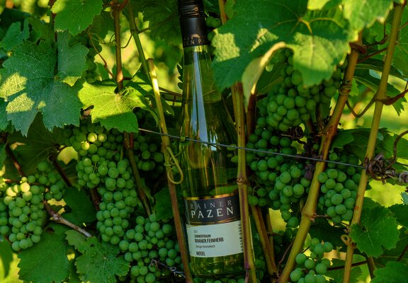 Weinflasche im Weinberg