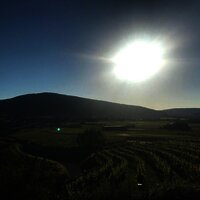 Weinberge in der Sonne in Osann-Monzel
