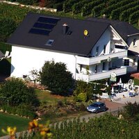 "Mosellicht" in den Weinbergen an der Mosel