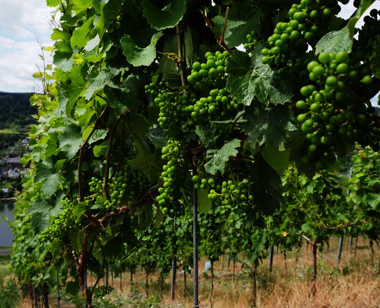 Weintrauben im Wachstum